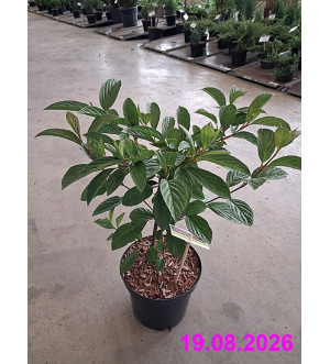 Viburnum bodn. 'Dawn' C 2,5 L
